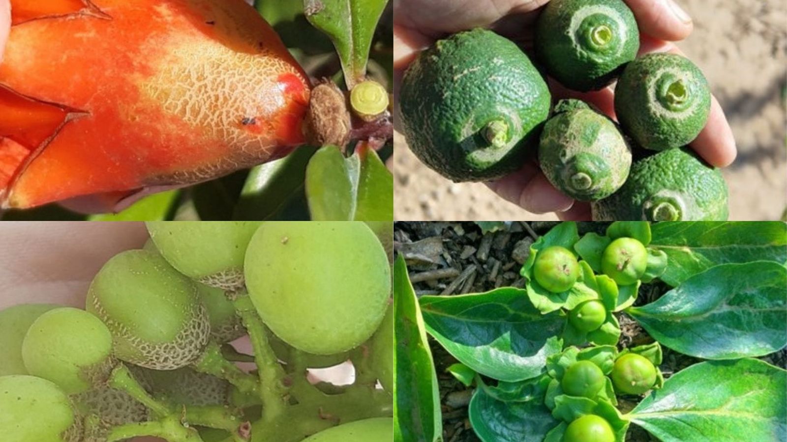 Magranes, cítrics, raïm i caquis afectats per la plaga 'Scirtothrips aurantii Faure'