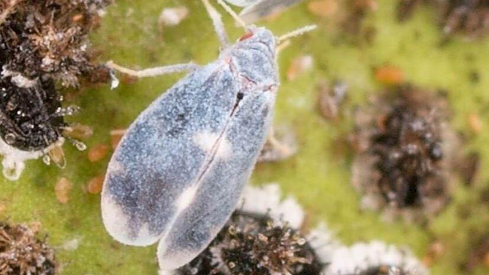 Nova mosca blanca detectada al sud de França