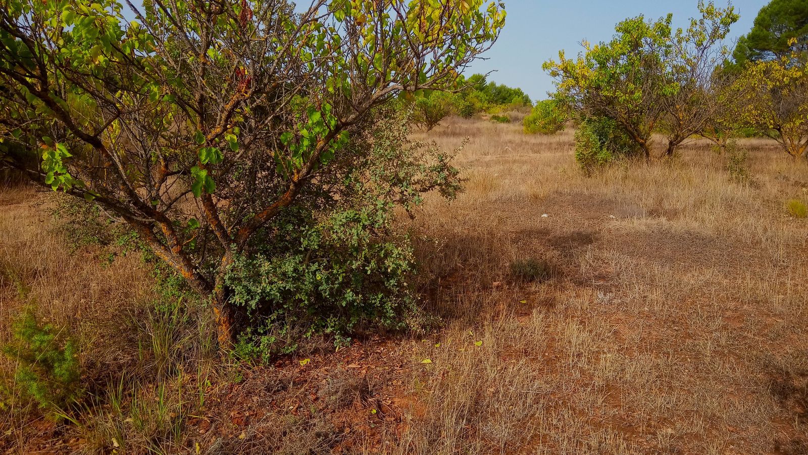 Imatge d'un bancal de secà abandonat