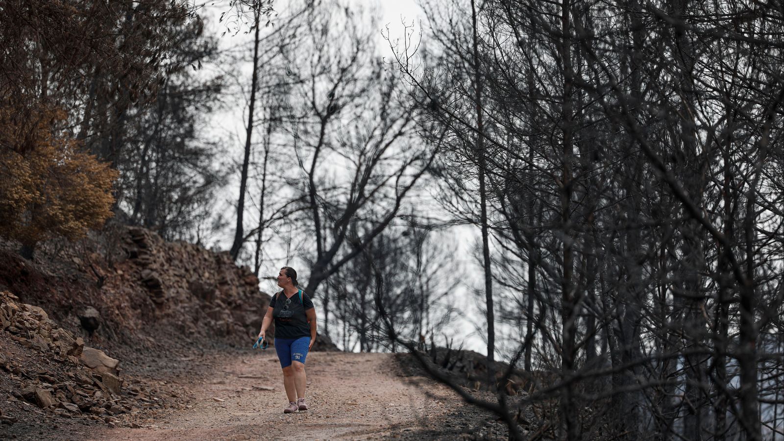 Terreny forestal cremat durant l'incendi de la Vall d'Uixó