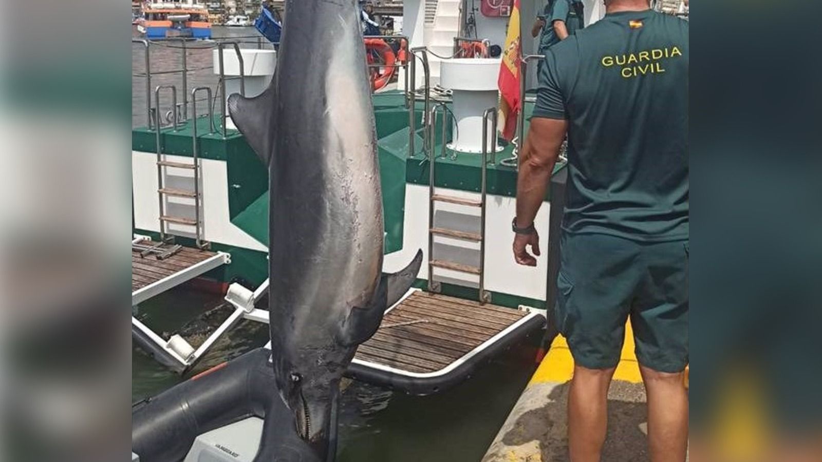 Imatge del dofí trobat a Elx