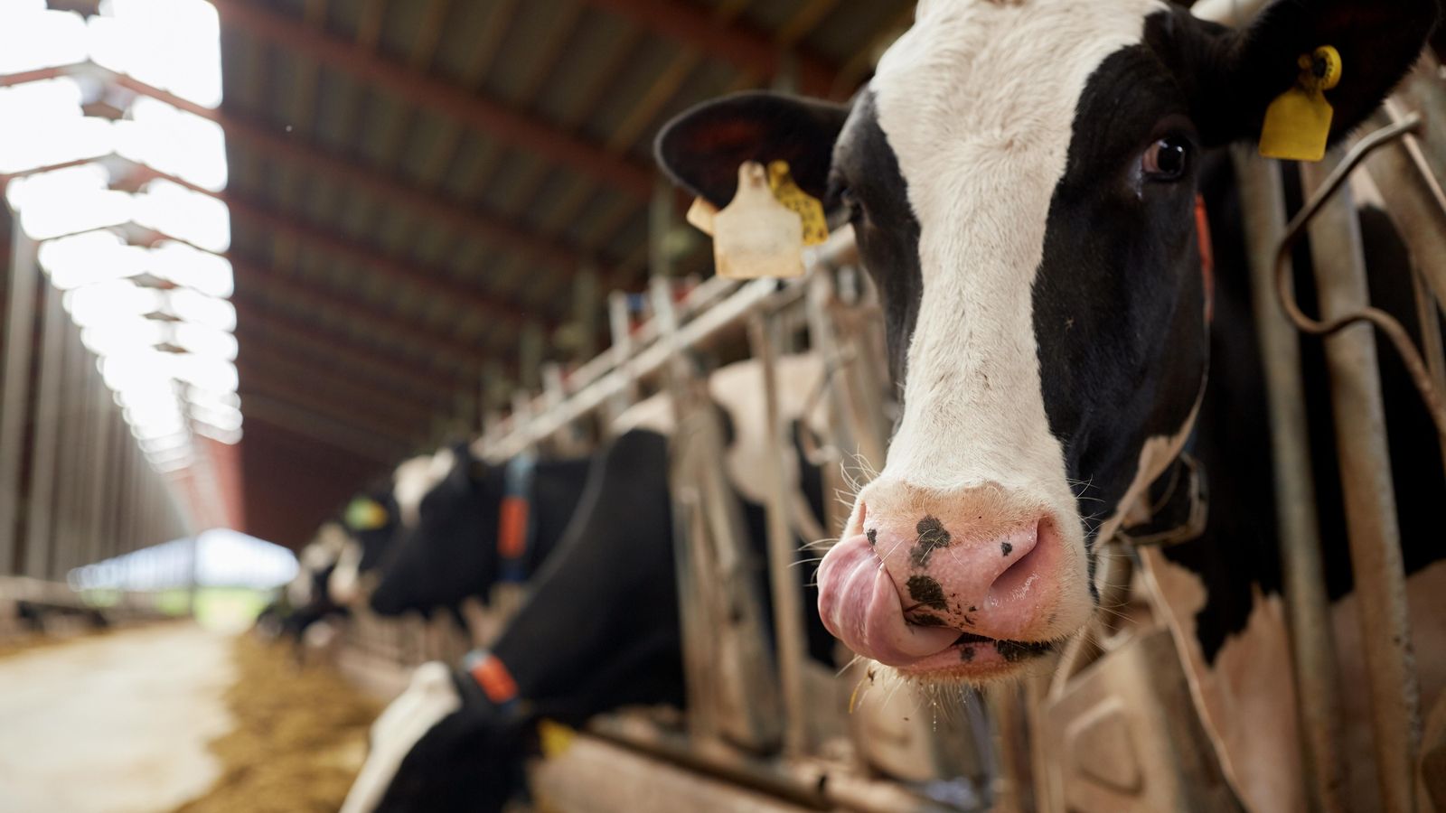El projecte europeu Re-livestock compta amb 39 entitats de 15 països