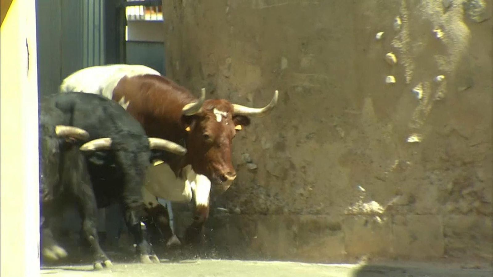 En la consulta dels festejos taurins hauran de participar un mínim de 500 persones