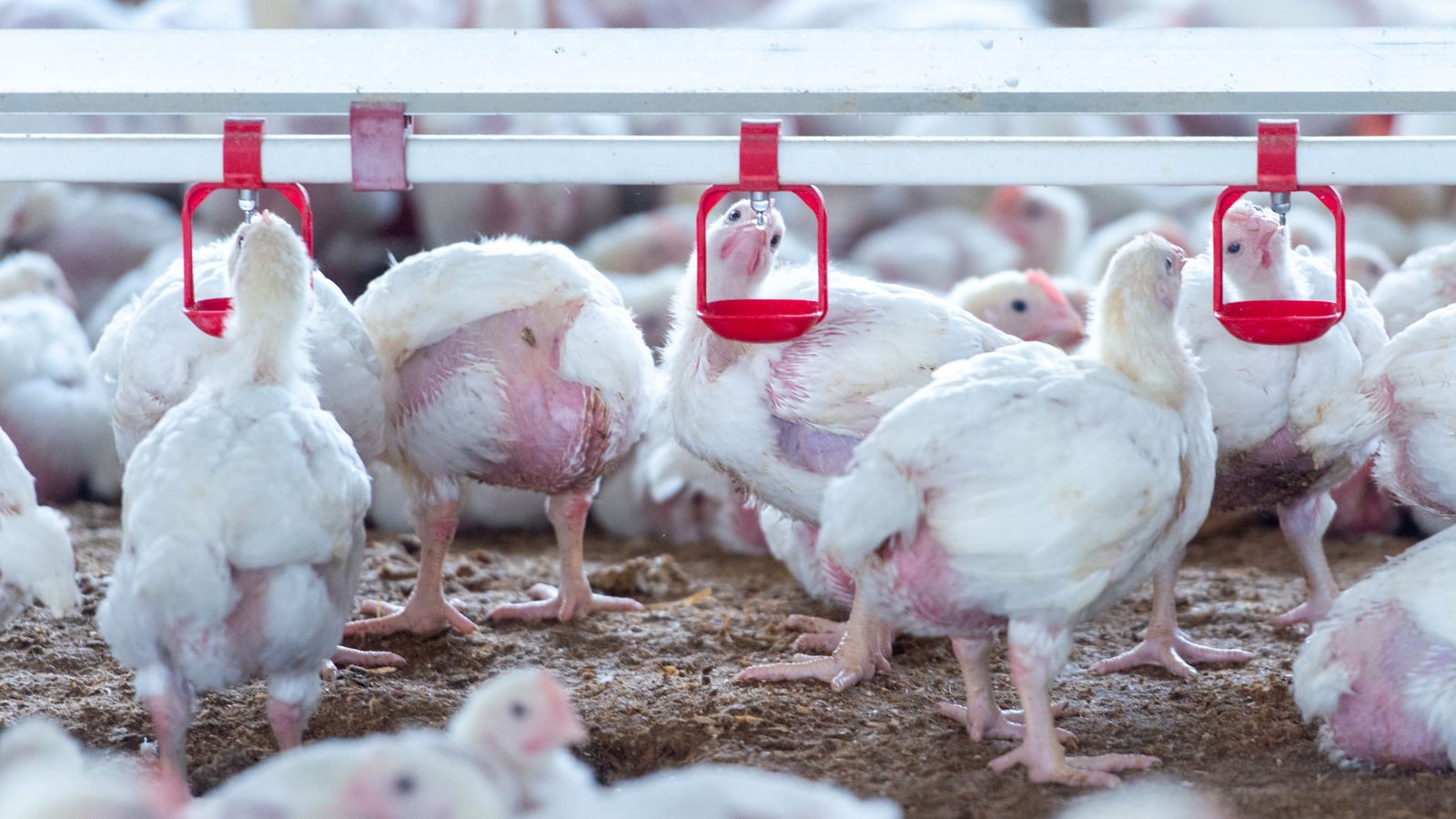 Imatge d'arxiu d'una granja d'engreixament de pollastres