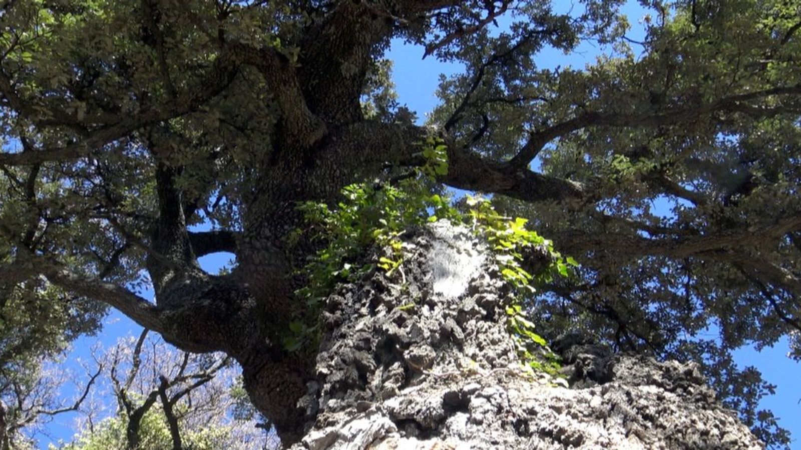 04.02.2019 | Els arbres monumentals, un tresor únic
