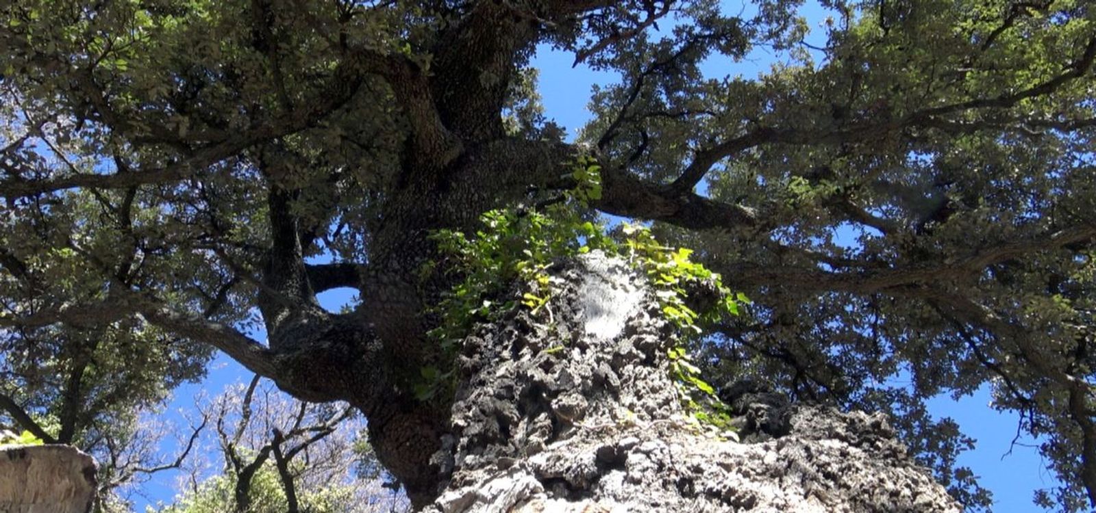 04.02.2019 | Els arbres monumentals, un tresor únic