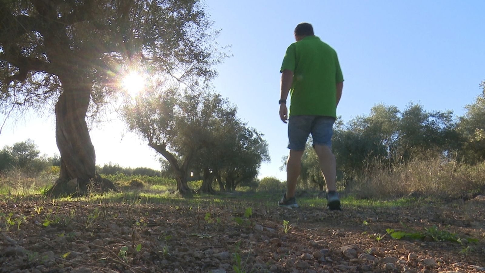 Una plantació d'oliveres a Traiguera, el Baix Maestrat