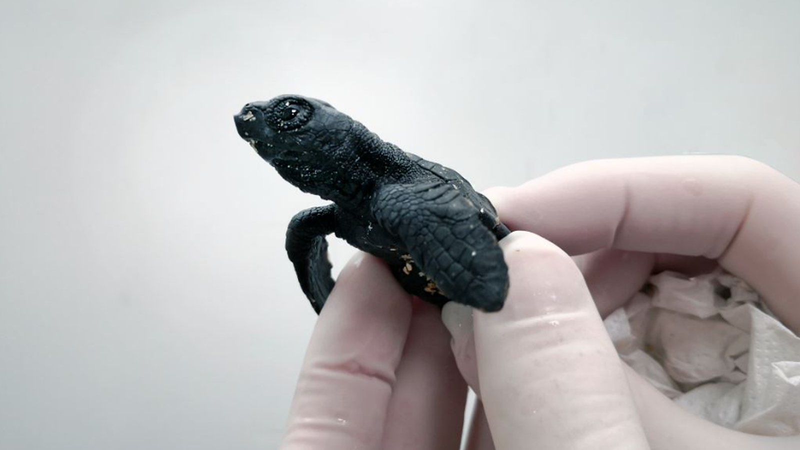 Imatge d'arxiu d'una de les tortugues recuperades del niu de Cullera