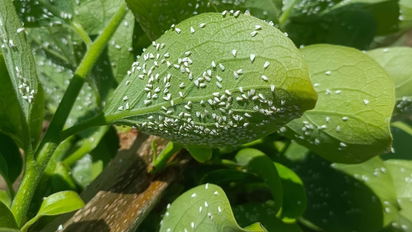 Mosca blanca en les fulles del arbres