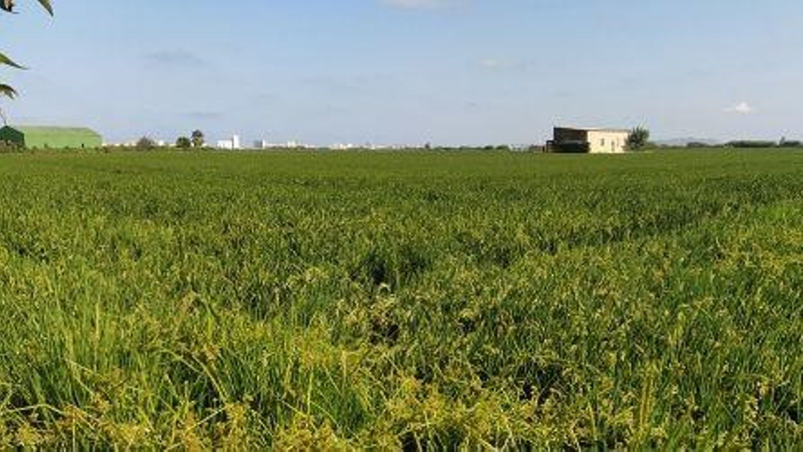 Cultius d'arròs a la província de València