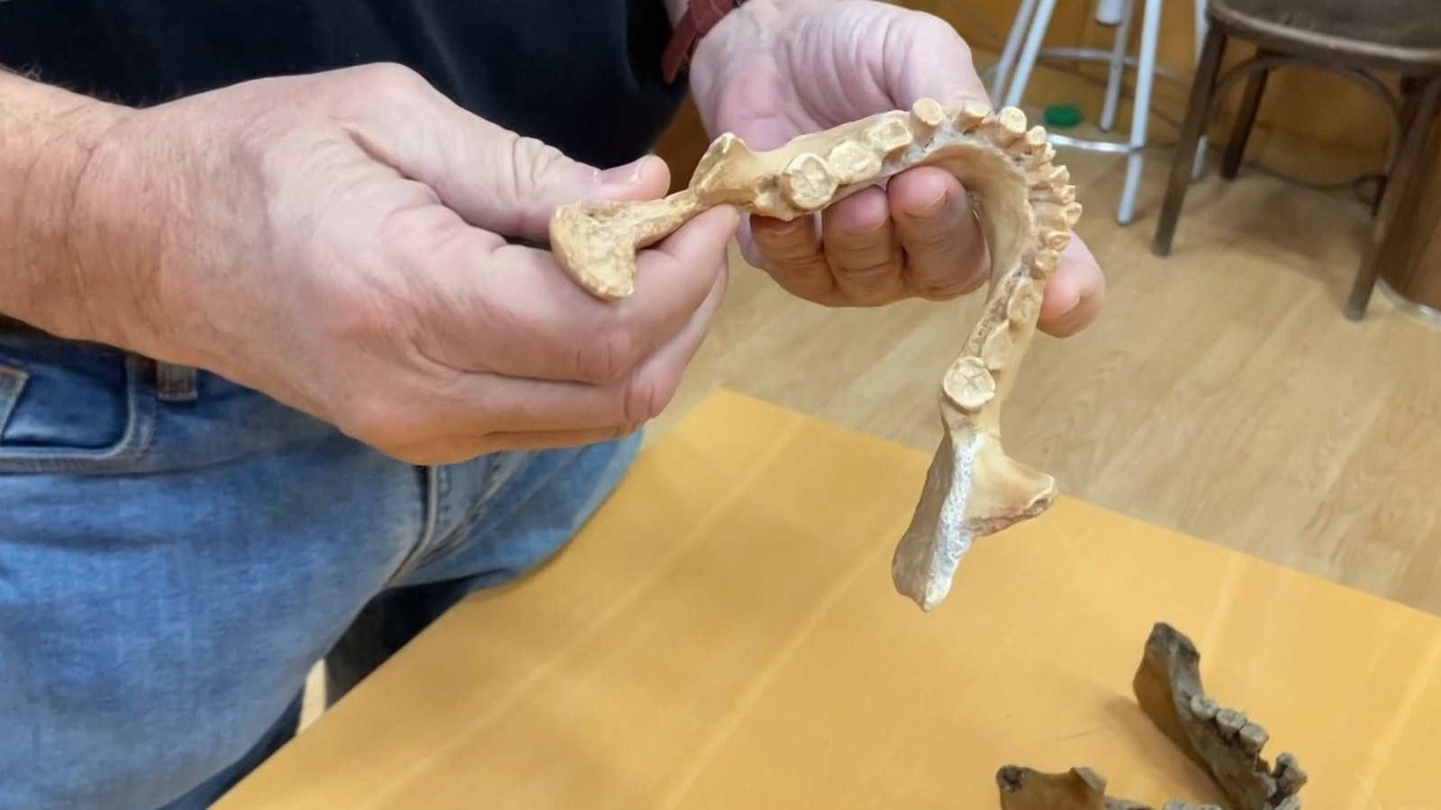 La mandíbula de Banyoles (Girona), descoberta en una pedrera en 1887