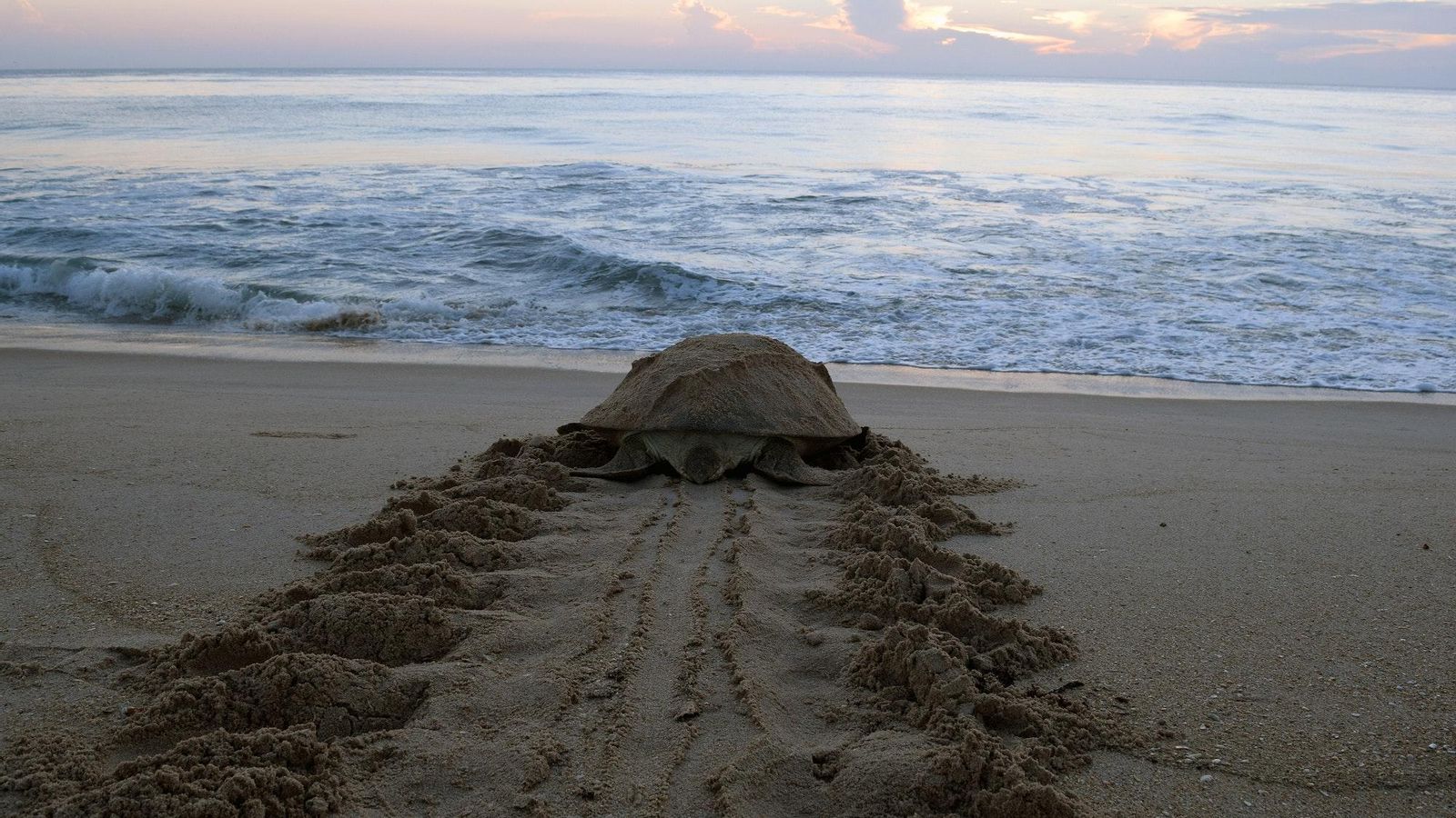 Una tortuga marina en el procés de desovar