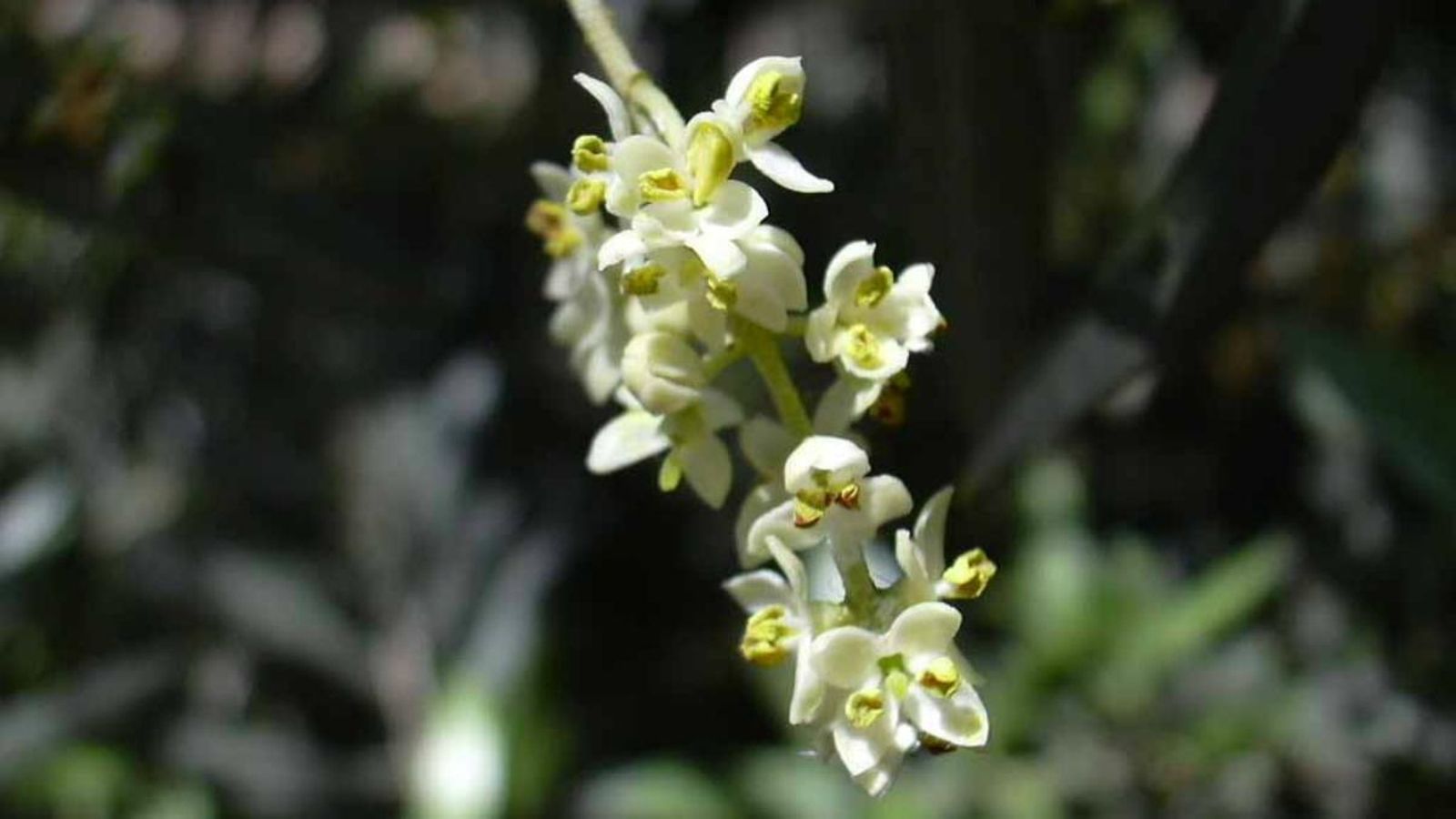 Detall de la flor de l'olivera