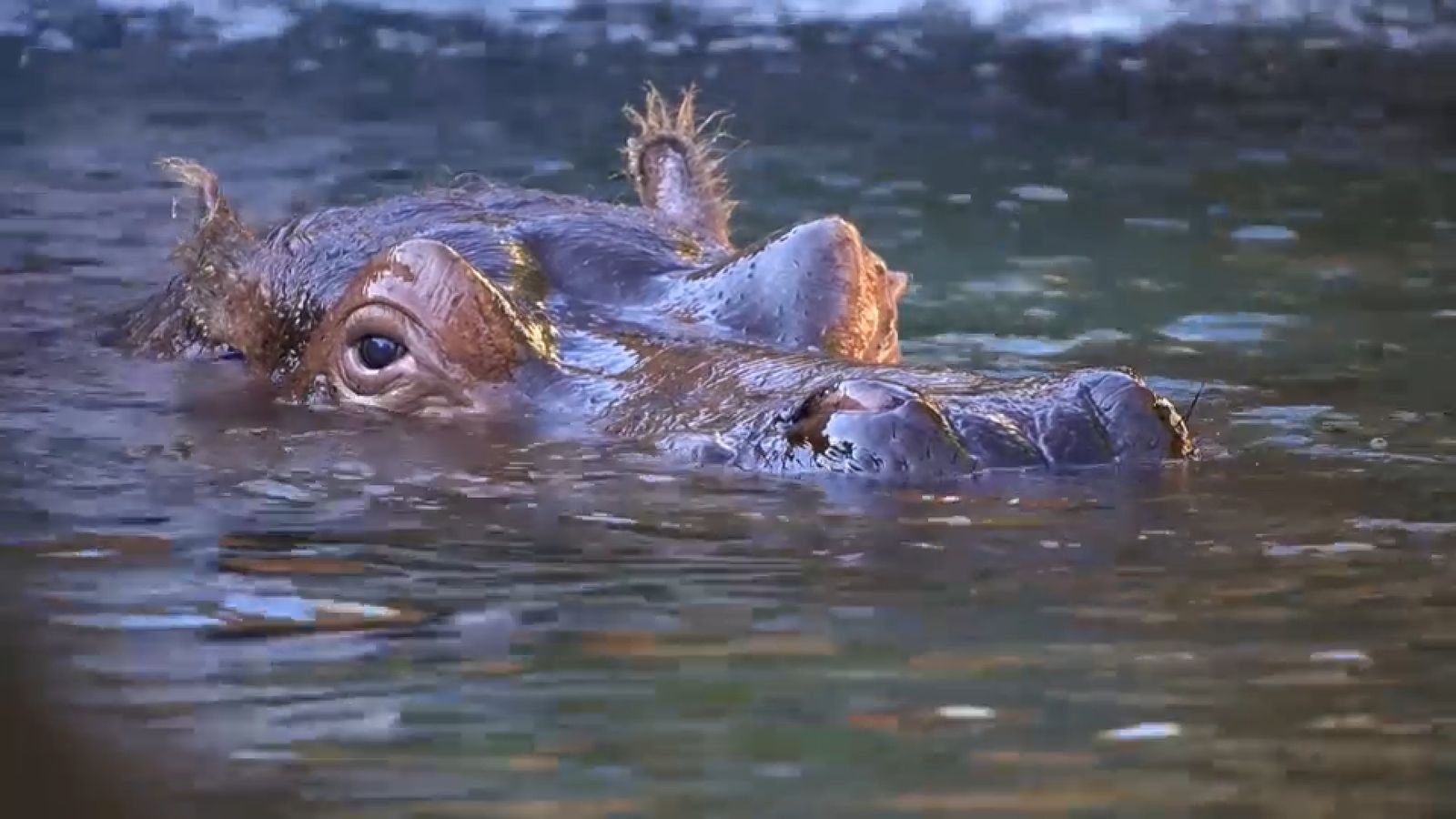 28.05.2022 | Animalades, un món bestial