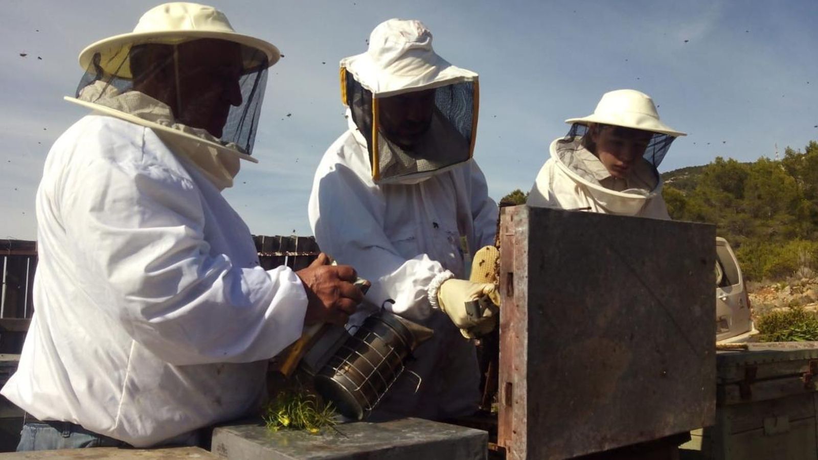 Diversos apicultors treballen en les colmenes en una campanya que, segons asseguren, els reportarà importants pèrdues