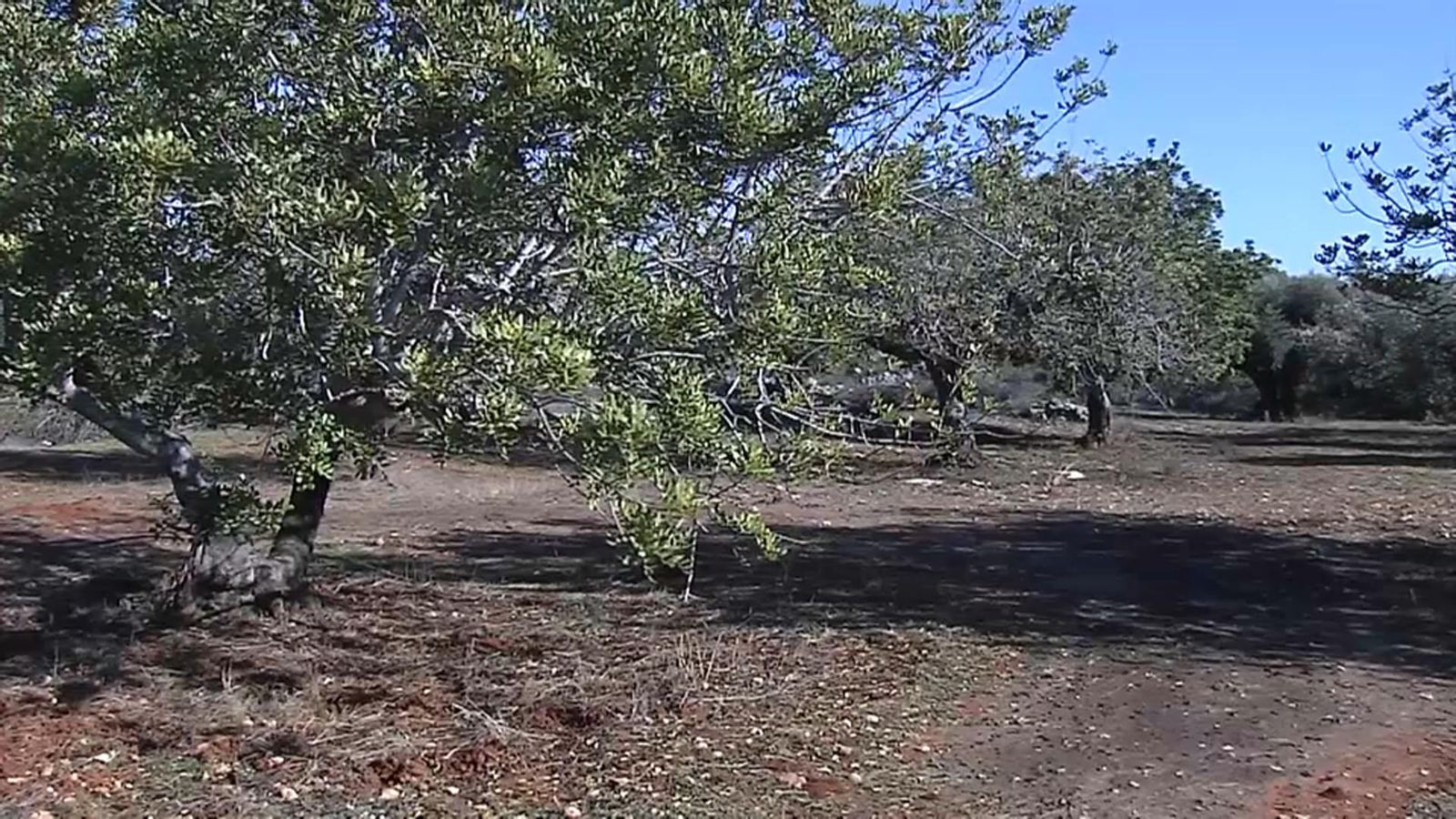 VÍDEO | Els robatoris de garrofa es disparen al Baix Maestrat