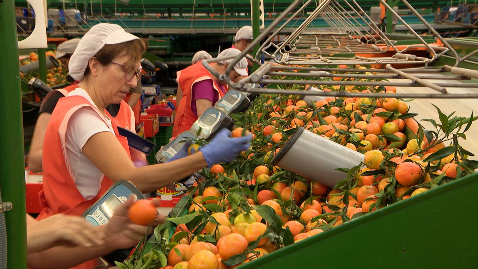 La taronja és part de l'economia de molts pobles de la Comunitat Valenciana