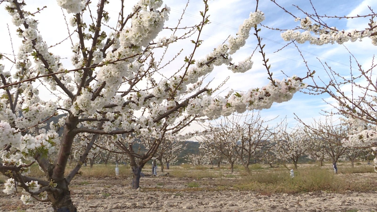 La calor potencia la floració dels cirerers. Foto portada: un camp de cirerers a Alacant