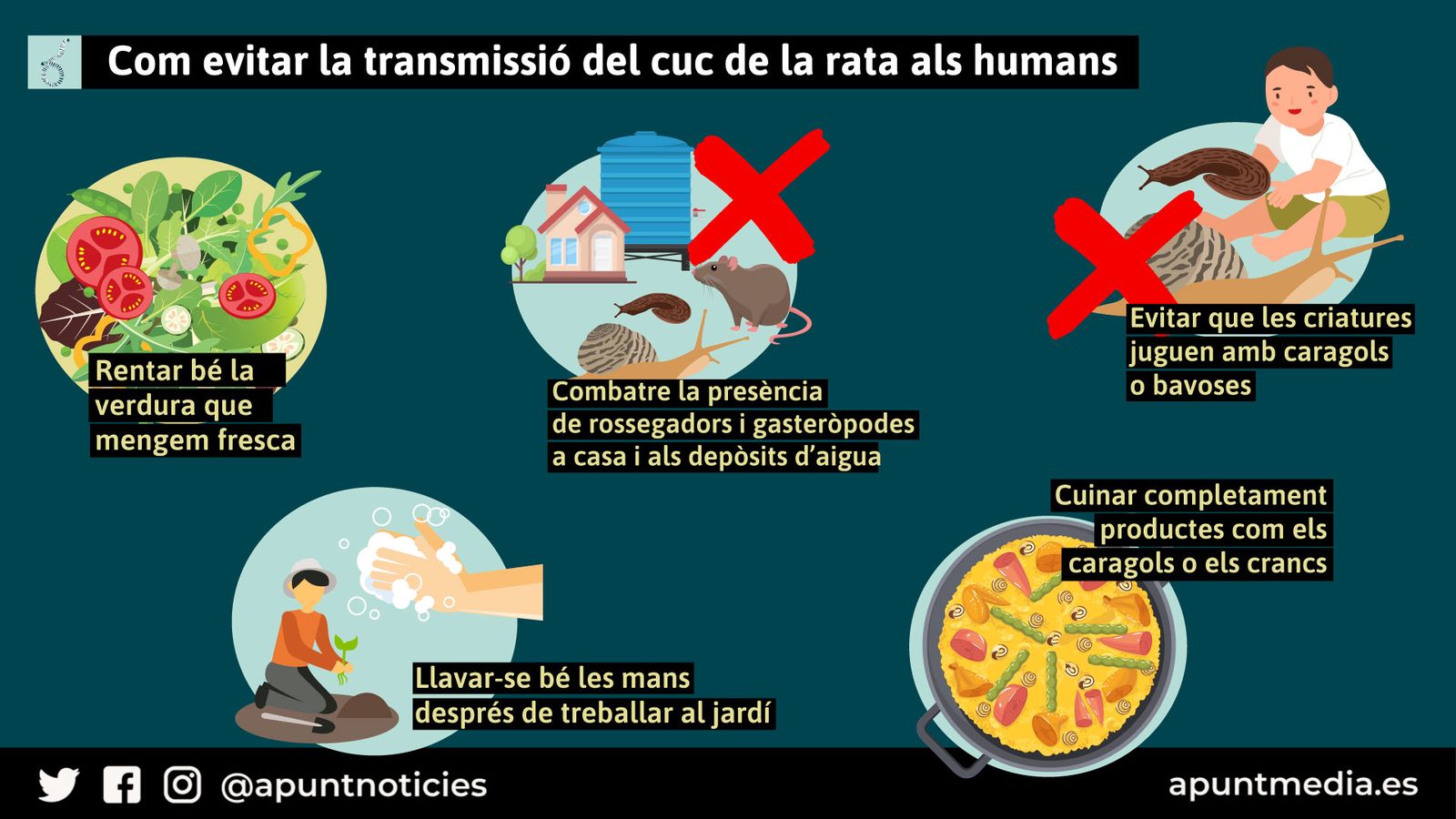 Com evitar la transmissió del cuc pulmonar de la rata