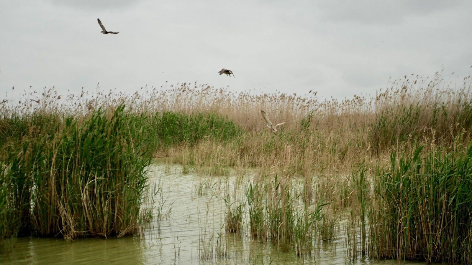 Ànecs a un aiguamoll valencià