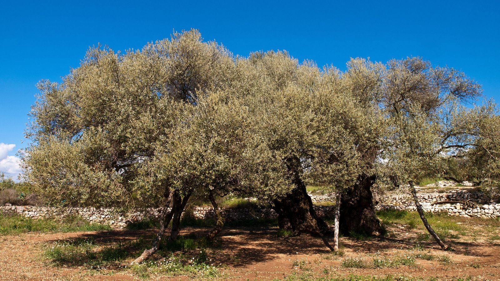 Olivar tradicional