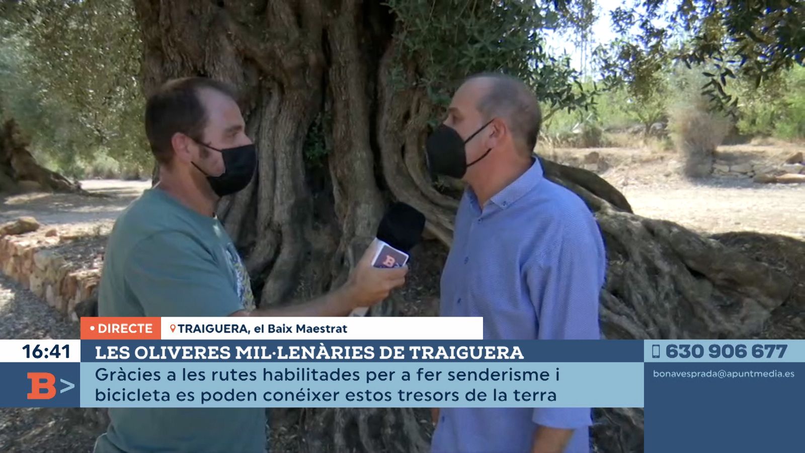19.07.2021 |  Les oliveres mil·lenàries de Traiguera