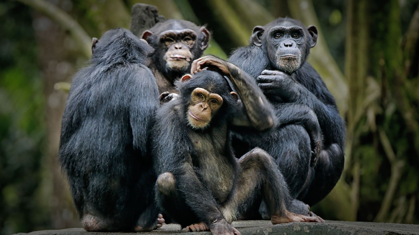 Diversos ximpanzés en una imatge d'arxiu