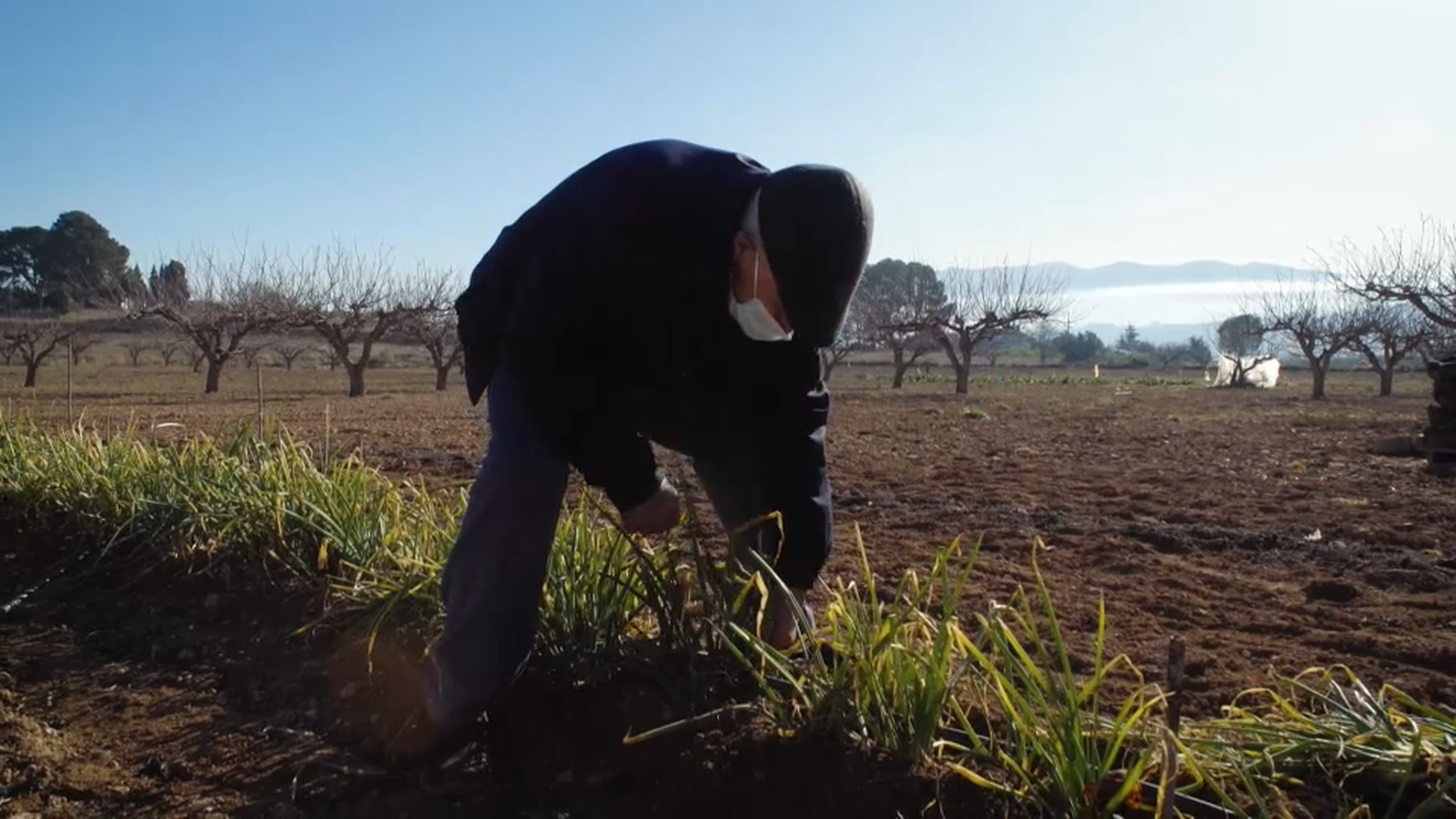 Pepe treballa les seues terres d'Aielo de Malferit
