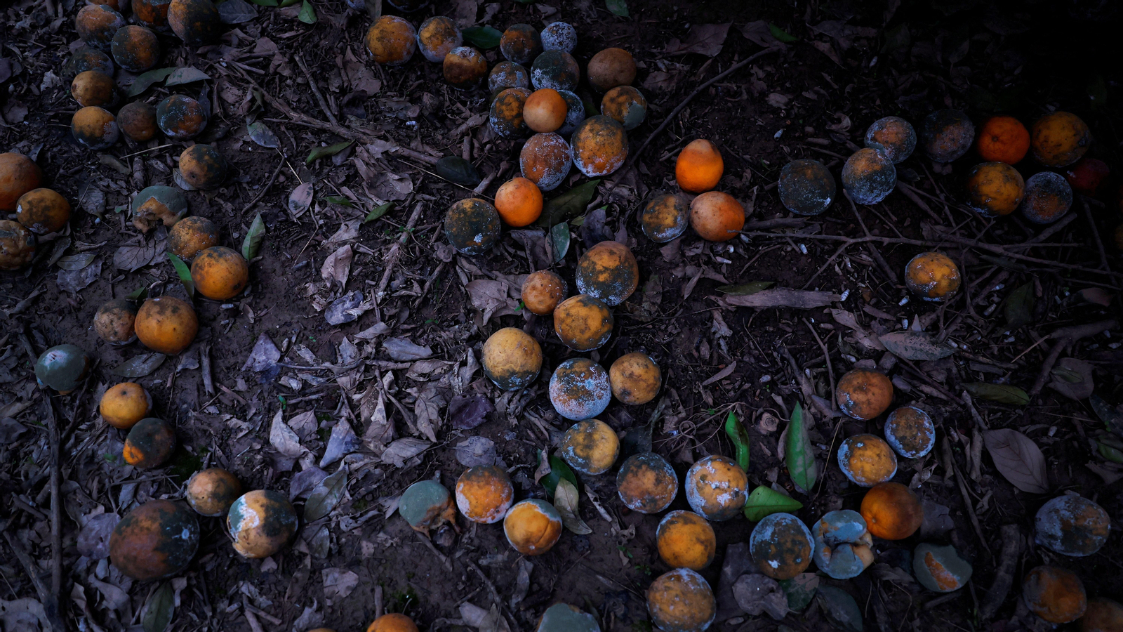 Camp de taronges d'Alzira devastat