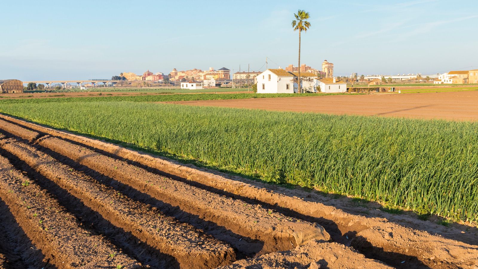Paisatge típic de l'horta valenciana