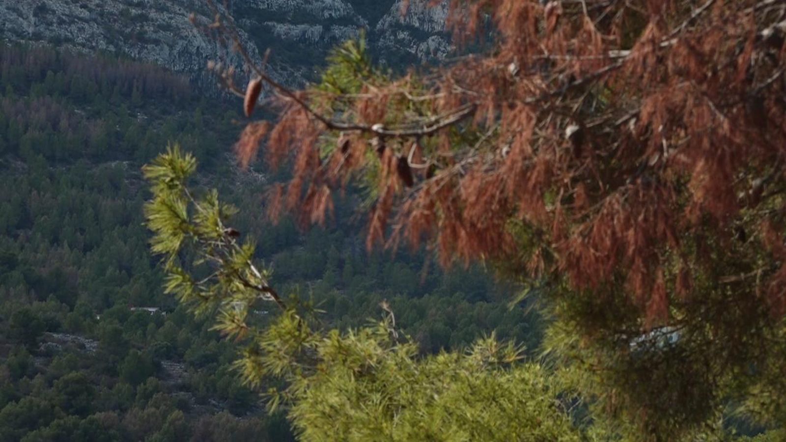 Lleven els pins secs dels boscos