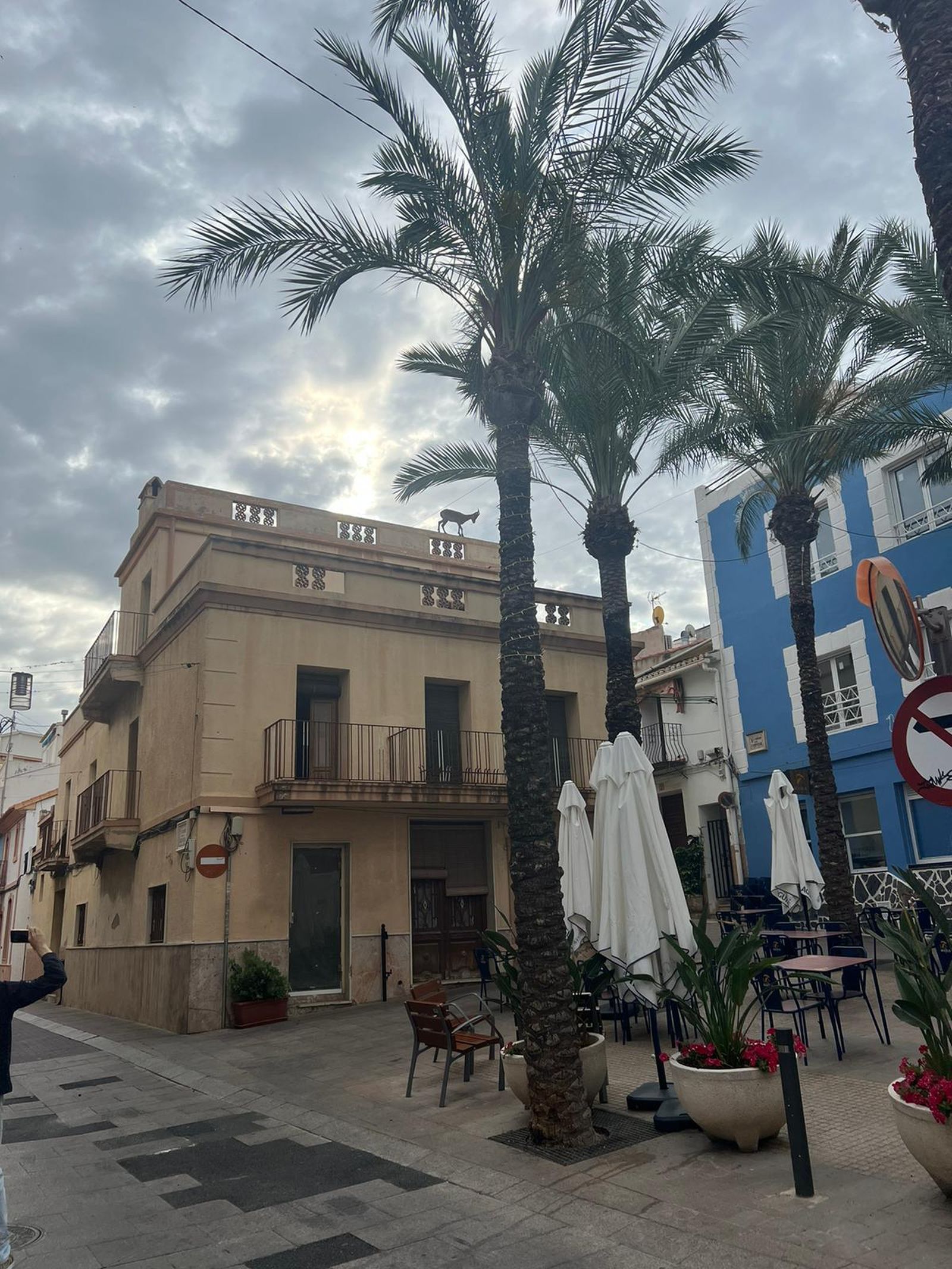 La cabra, per les teulades de Calp