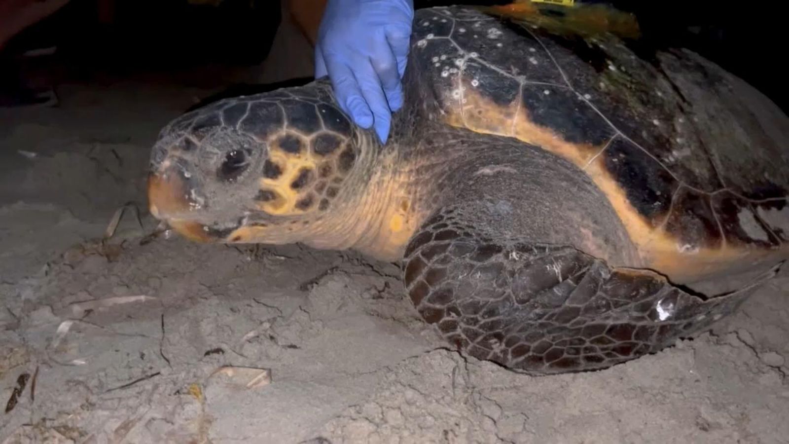 La tortuga Diana pon 116 ous a la platja de Dénia