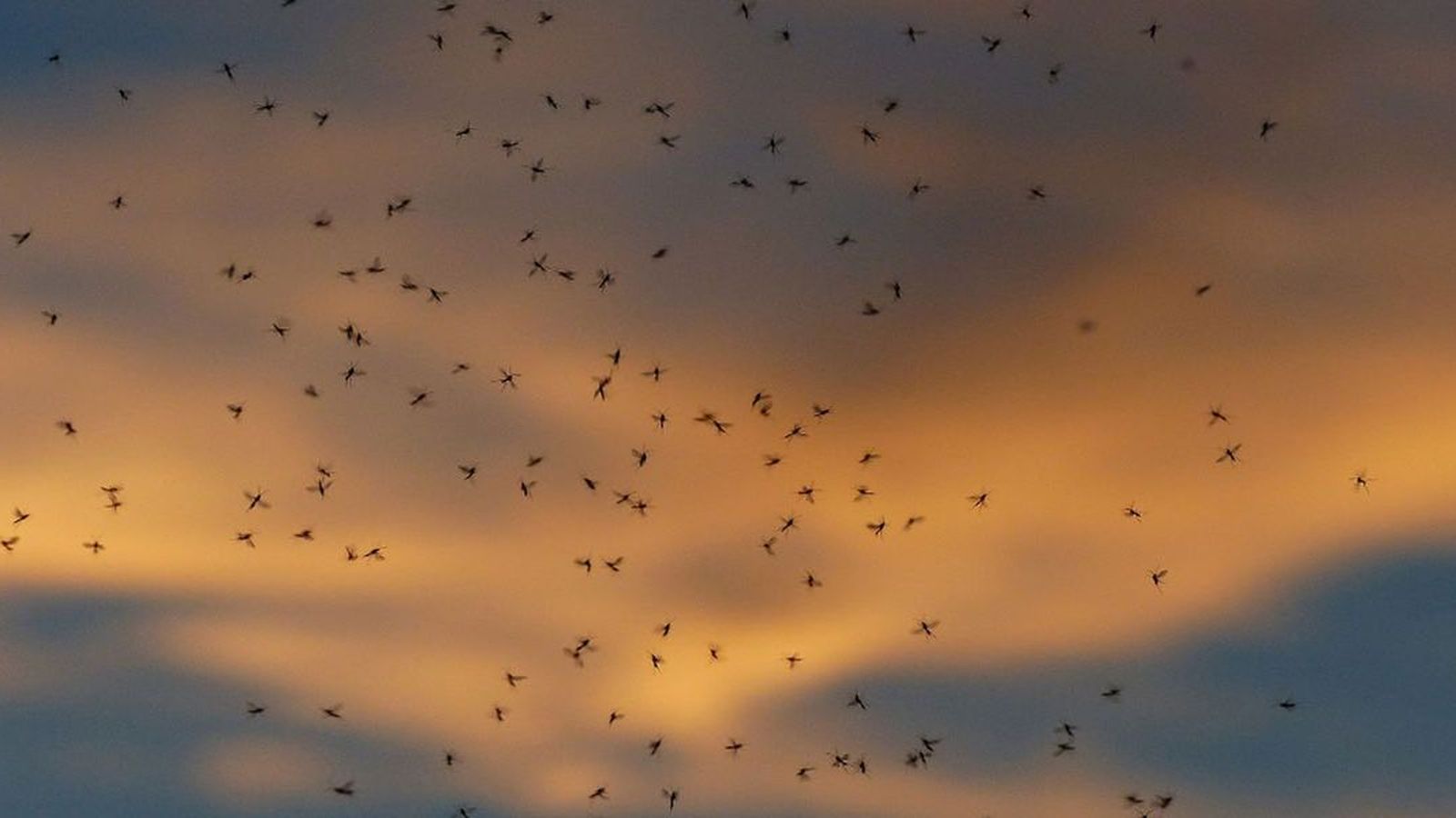 27.05.2019 | Els mosquits i canvis en els insectes valencians