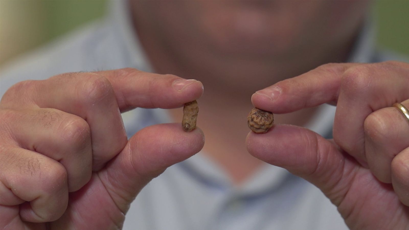 Algunes de les diferències entre xufa valenciana i africana recauen en el sabor, el color, el tamany i els nutrients