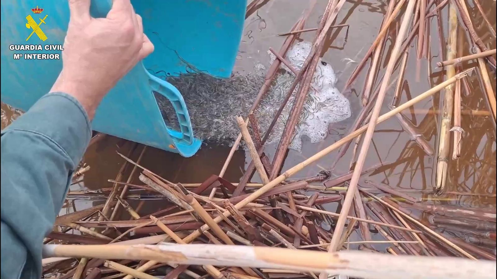 La Guàrdia Civil ha retornat els exemplars d'angules a l'ecosistema