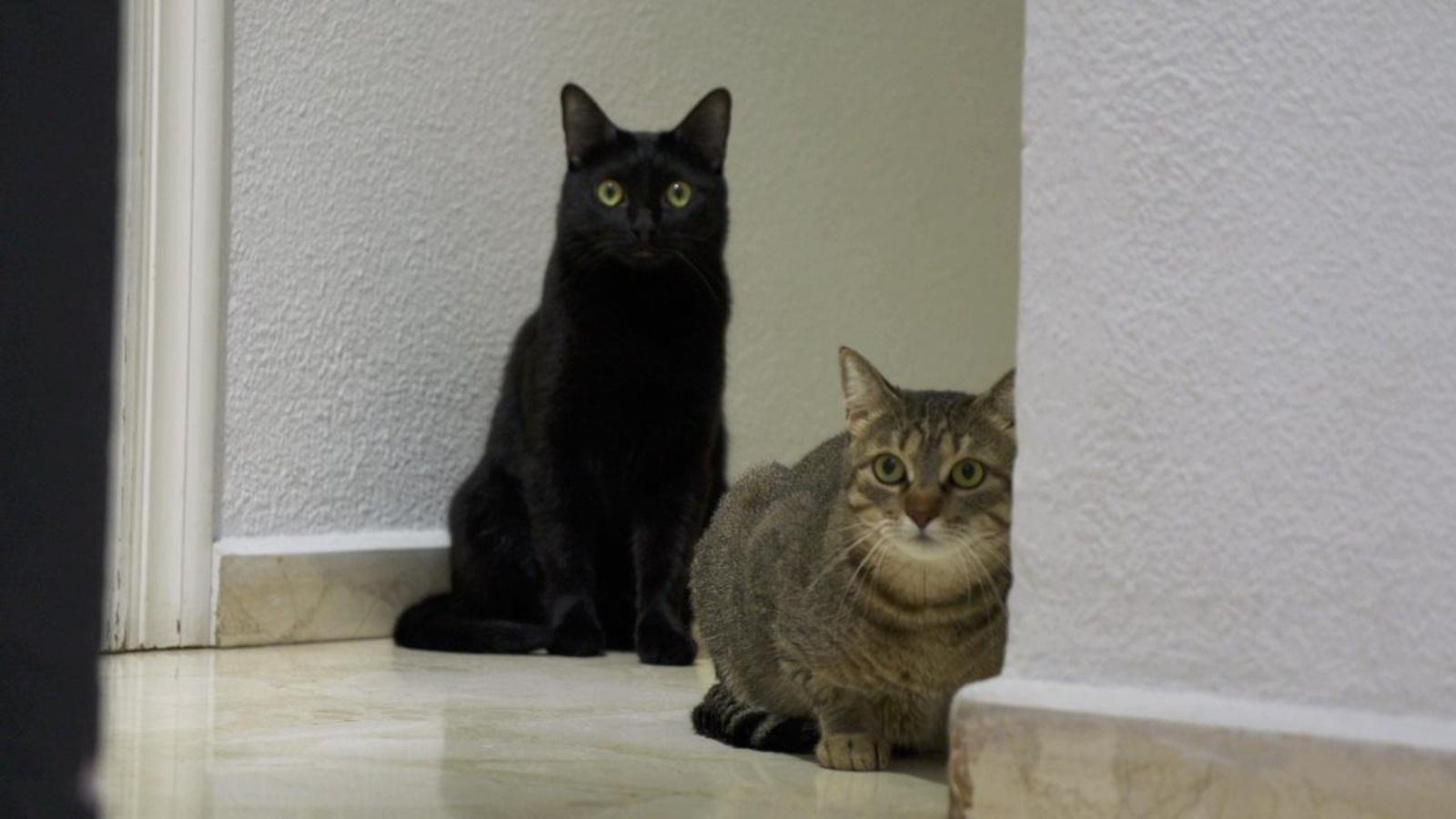 15.11.2025 | Educació animal