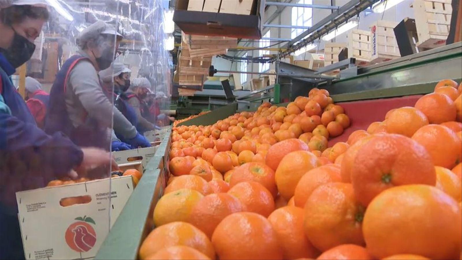 El sector citrícola treballa conjuntament per a evitar-hi l'entrada de plagues / À Punt NTC