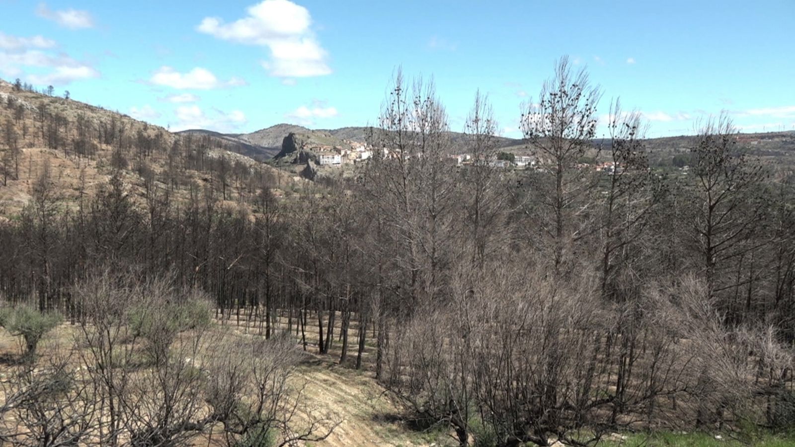 Centenars d'oliveres cremades a Begís
