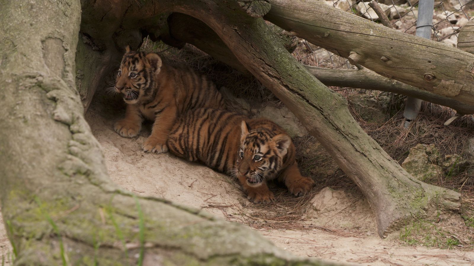 22.10.2022 | Animalades, un món bestial 13