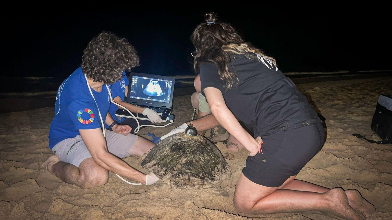 Dos especialistes al costat de la tortuga femella que ha desovat a Elx
