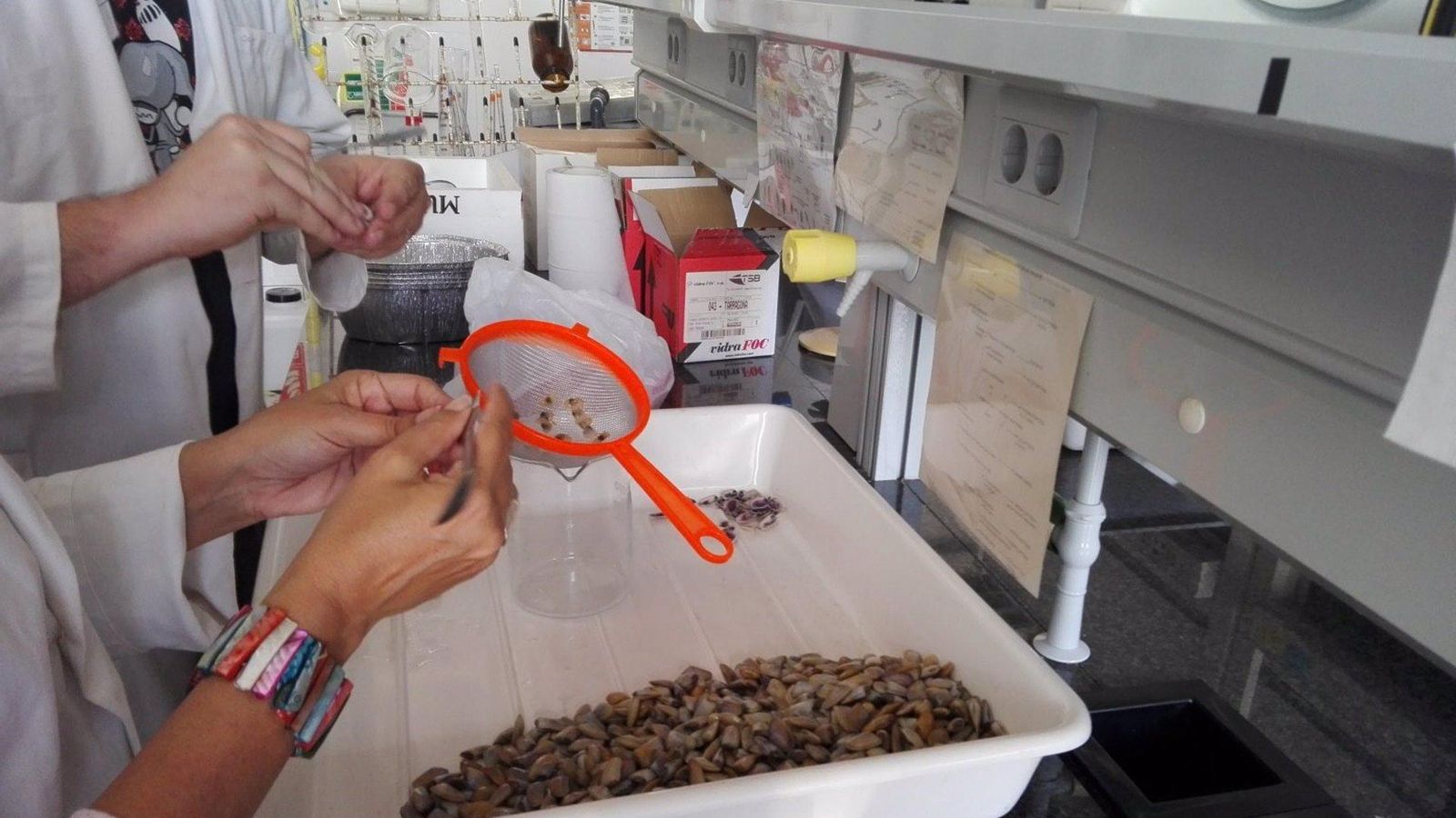 Els investigadors han analitzat més de 2.300 mol·luscos individuals i se n'han extret 1.460 microplàstics Els investigadors han analitzat més de 2.300 mol·luscos individuals i s'han extret 1.460 microplàstics