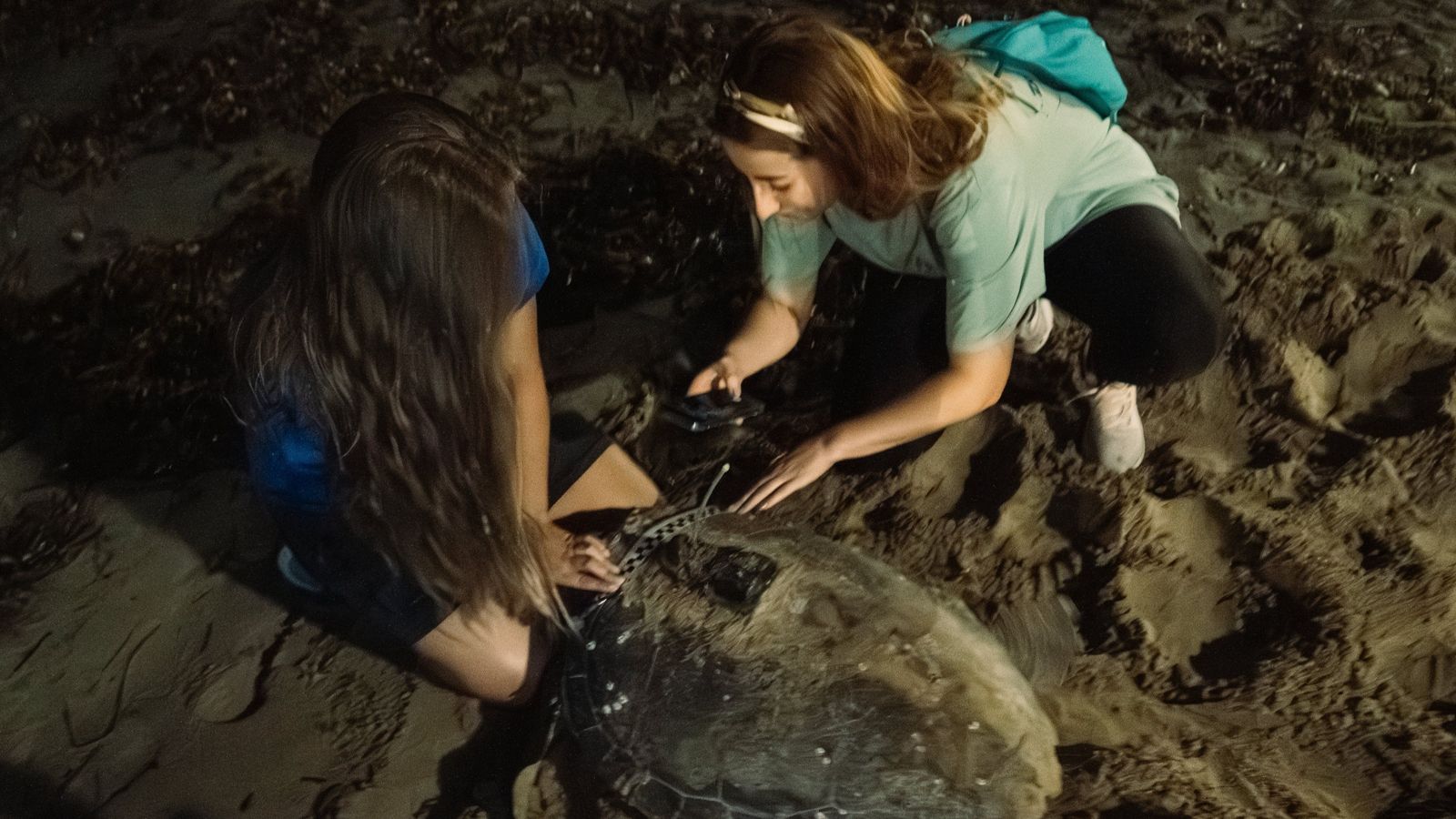 La tortuga Diana torna a l aplatje de Dénia