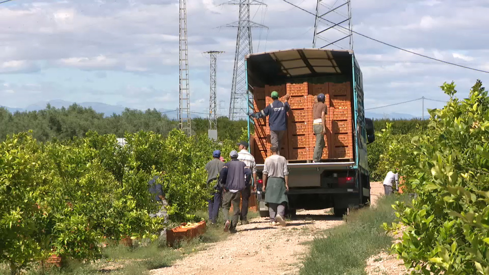 Camp de citrics valencians