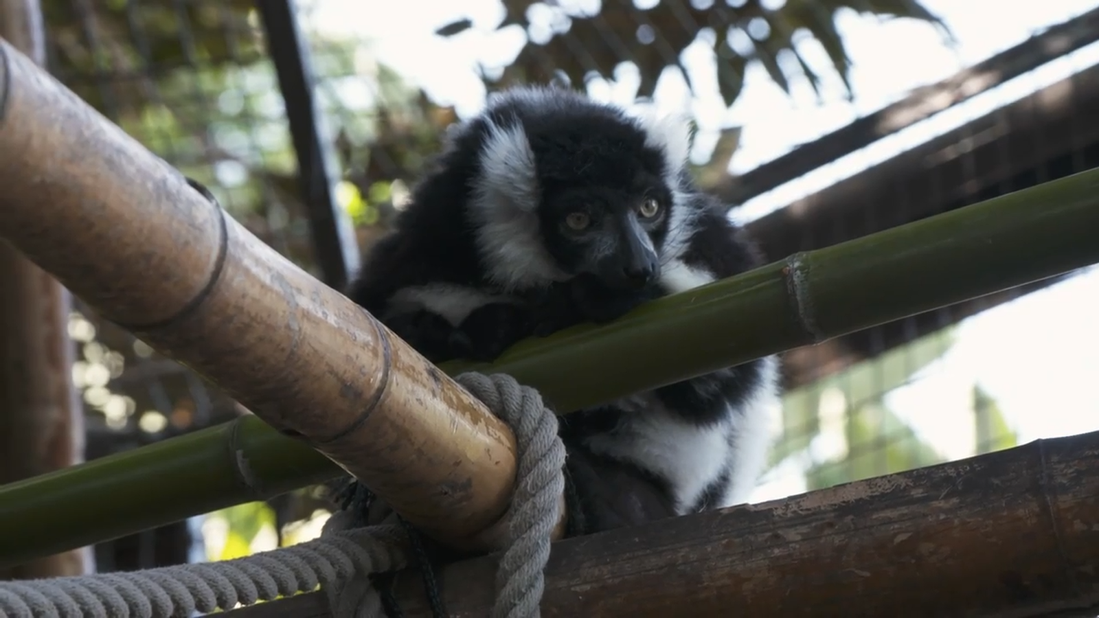 11.06.2022 | Animalades, un món bestial