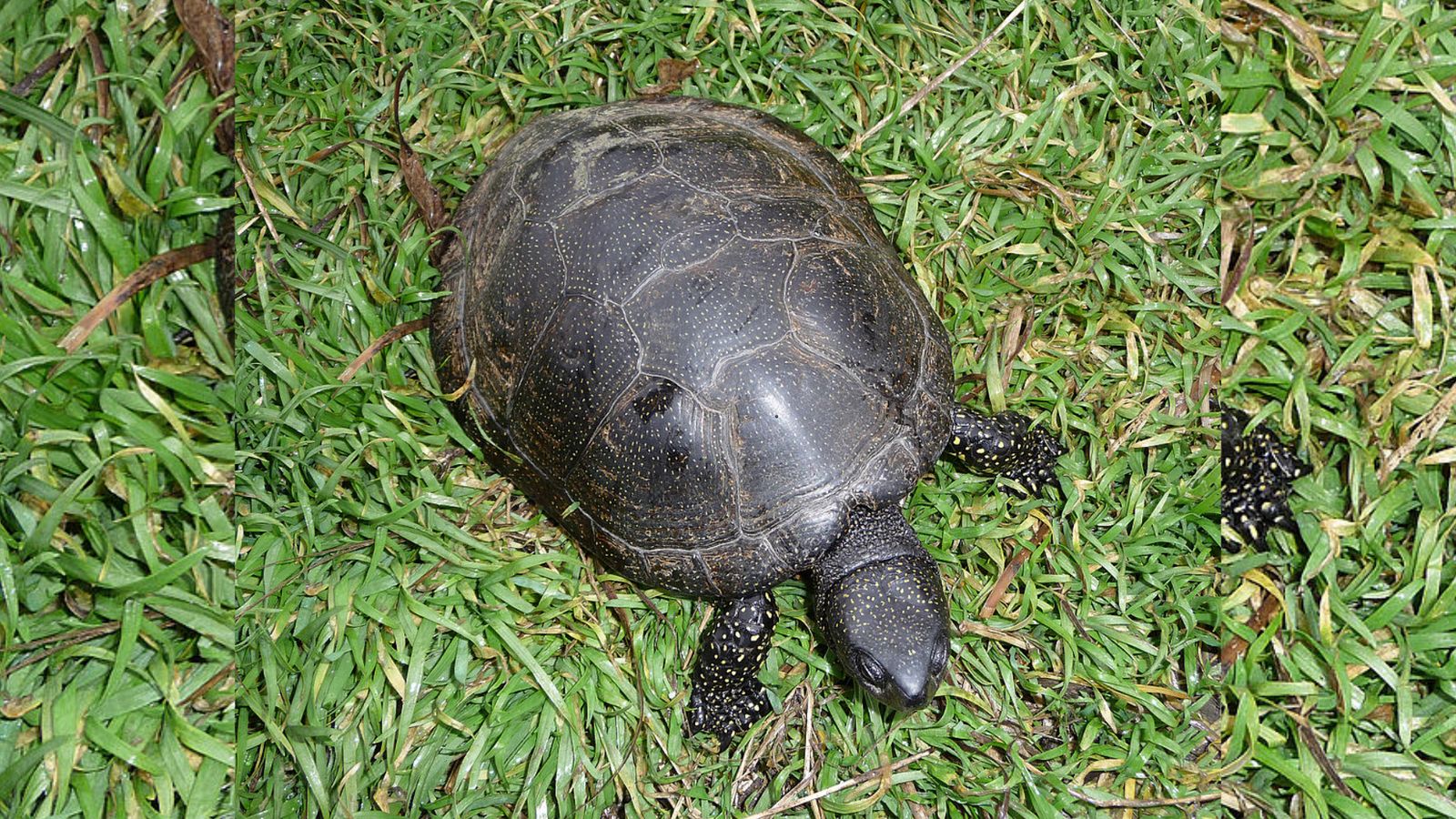 21.09.2022 | Tortugues