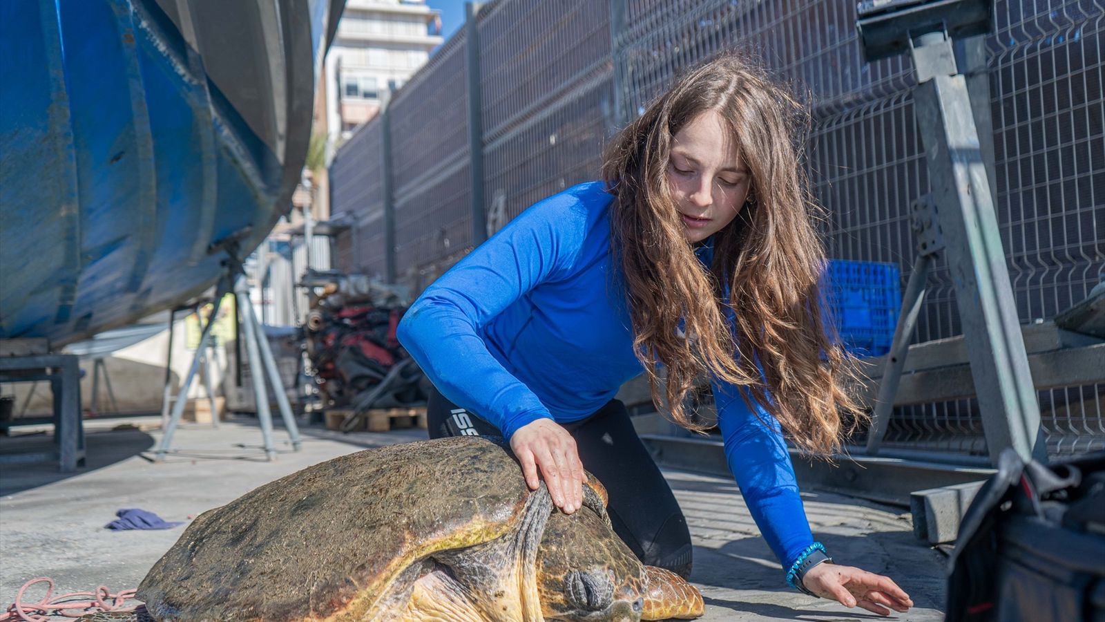 Moment del rescat de la tortuga al Port de Torrevella