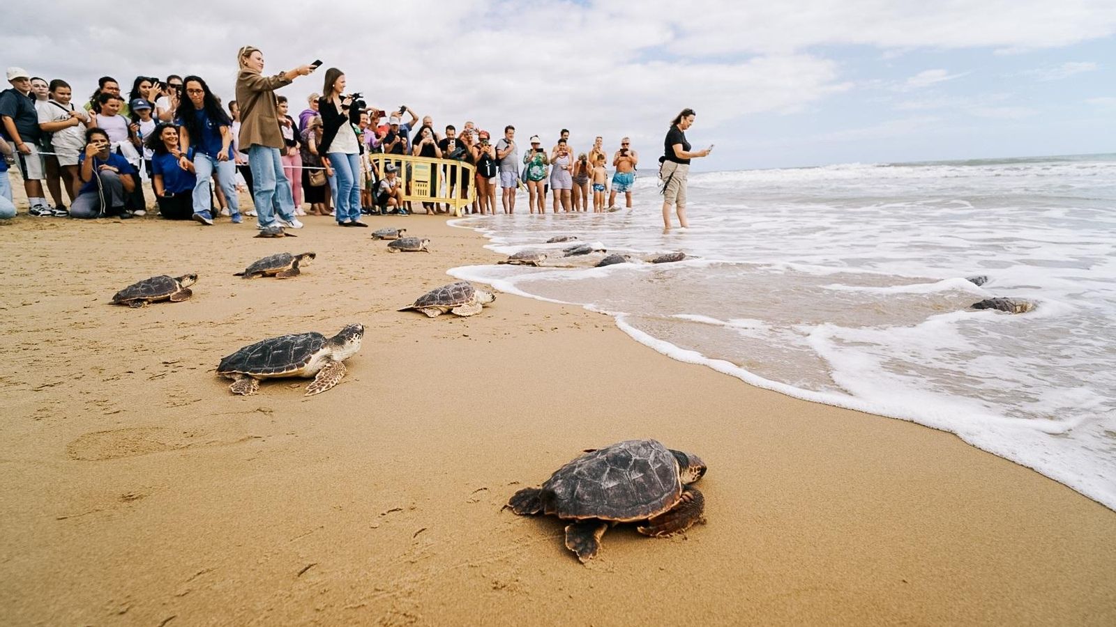 Diverses totugues boves entren a l'aigua en la platja d'Arenals del Sol d'Elx