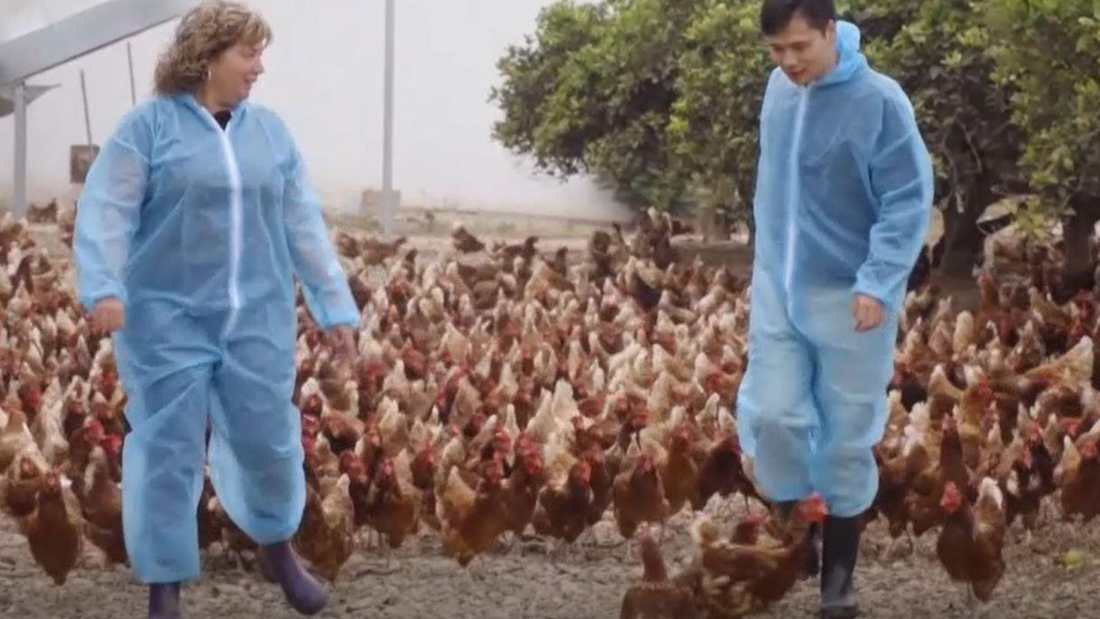 Hu i les gallines camperes