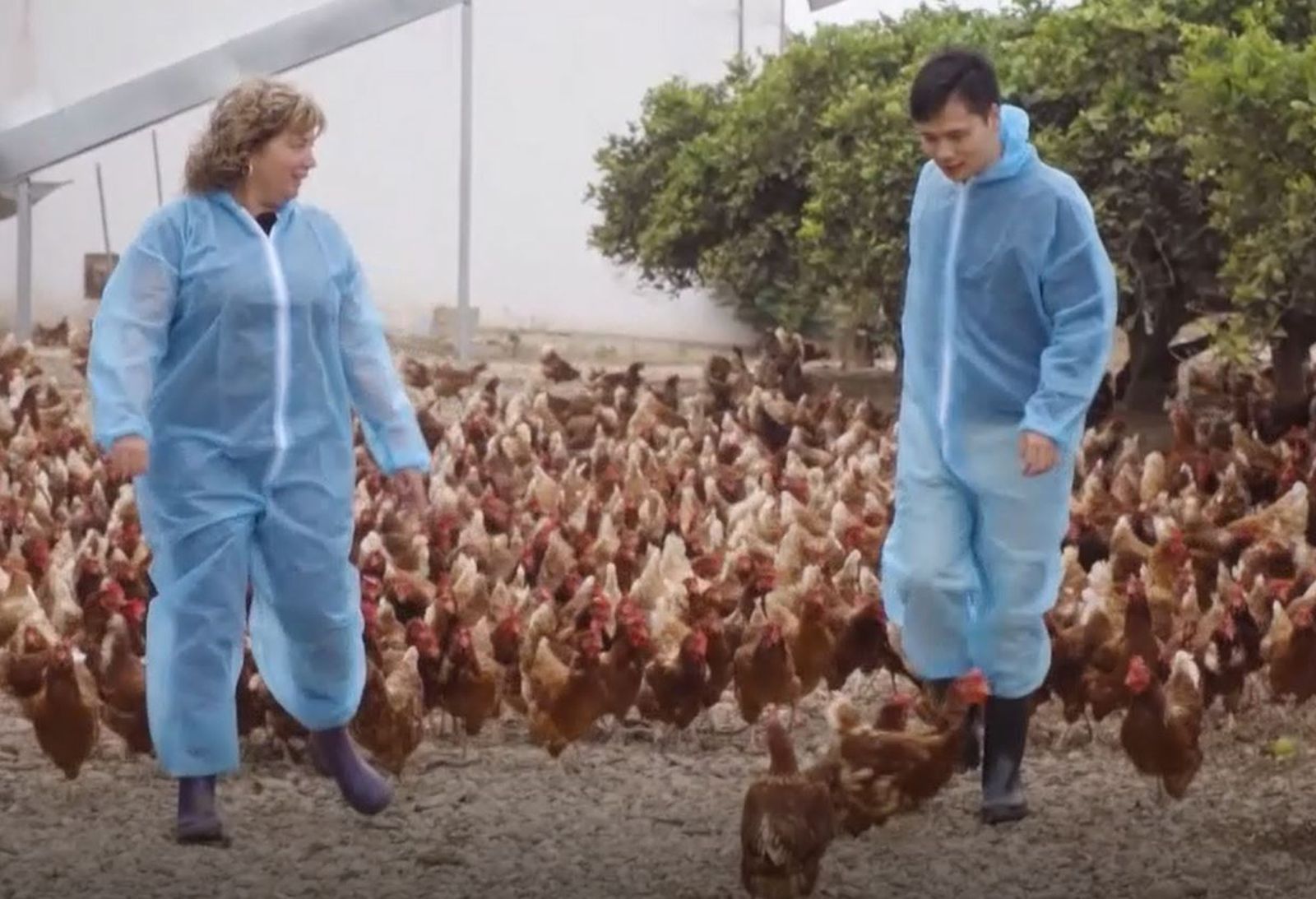 Hu i les gallines camperes